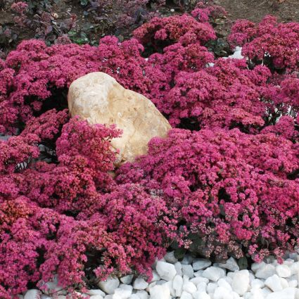 SUNSPARKLER® Dazzleberry Sedum