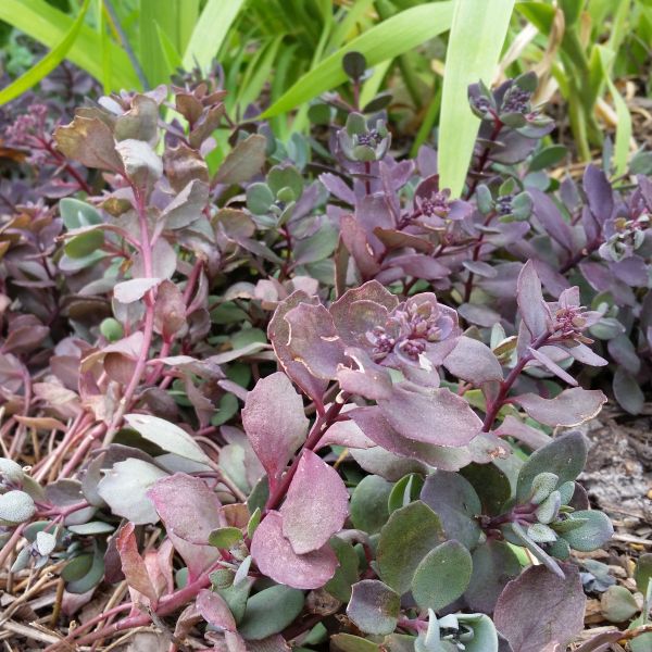 SUNSPARKLER® Dazzleberry Sedum