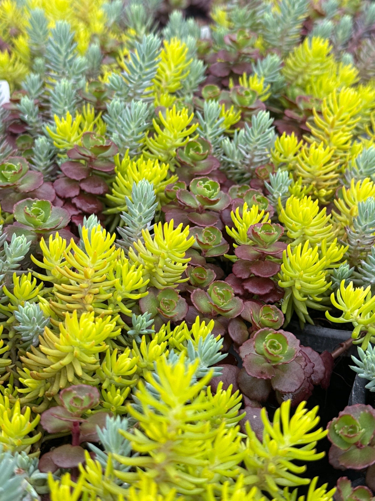 Angelina stonecrop sedum displays bright chartreuse yellow needle-like foliage mixed with burgundy red rosette succulents in nursery containers.