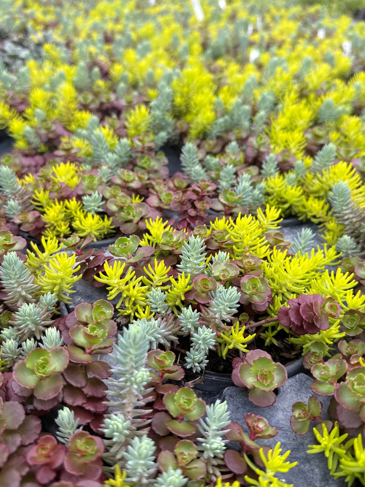 Nursery production of Flaming Carpet Sedum showing bright chartreuse new growth and burgundy-red mature rosettes in black containers, demonstrating.