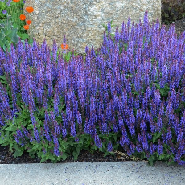 Sensation® Sky Blue Salvia Mass Planting