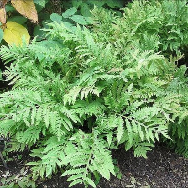 Sensitive Fern (Onoclea sensibilis), a perennial featuring perennial and creeping form.