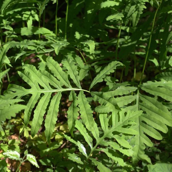 Sensitive Fern Close Up Foliage