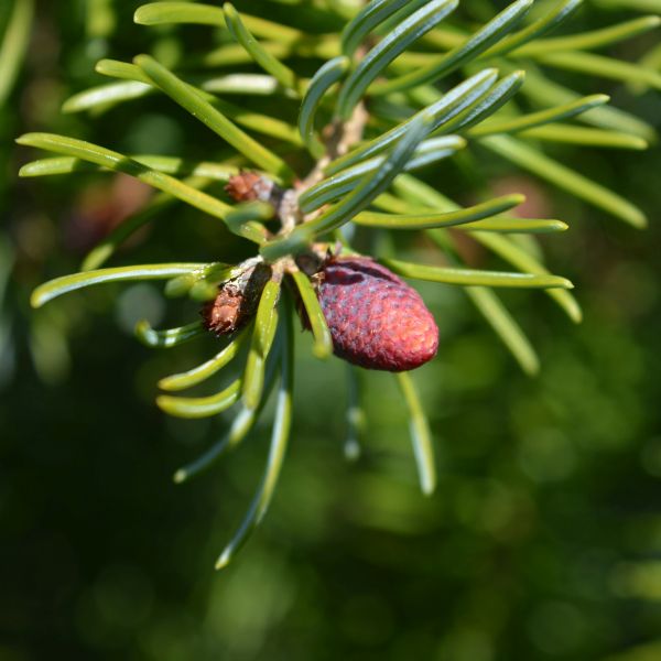 Detail view of Serbian Spruce Tree (Picea omorika) showing plant structure and foliage.