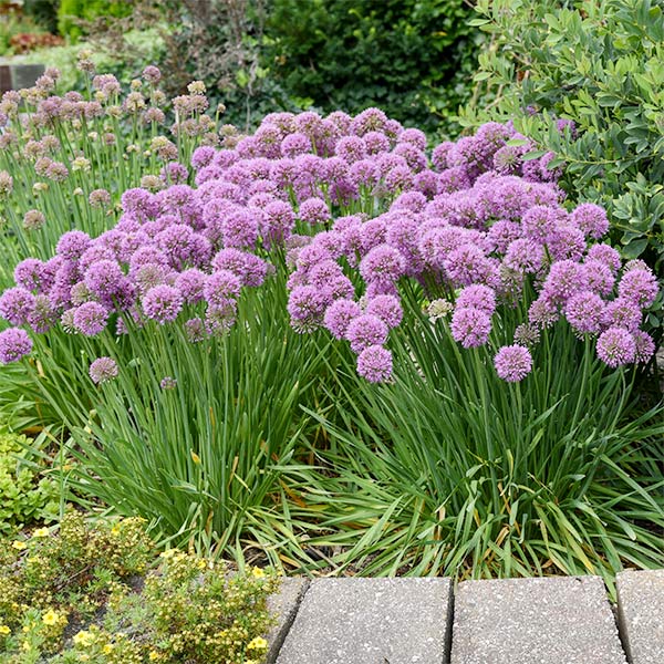 Serendipity Allium (Allium x 'Serendipity'), a perennial featuring purple flowers and perennial.