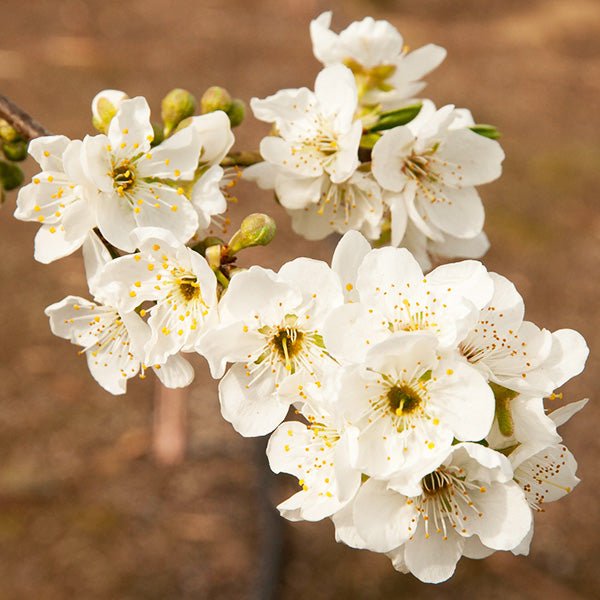 Shiro Japanese Plum Tree - Nature Hills Nursery - 4 - 5 Feet Bareroot Semi - Dwarf Height -