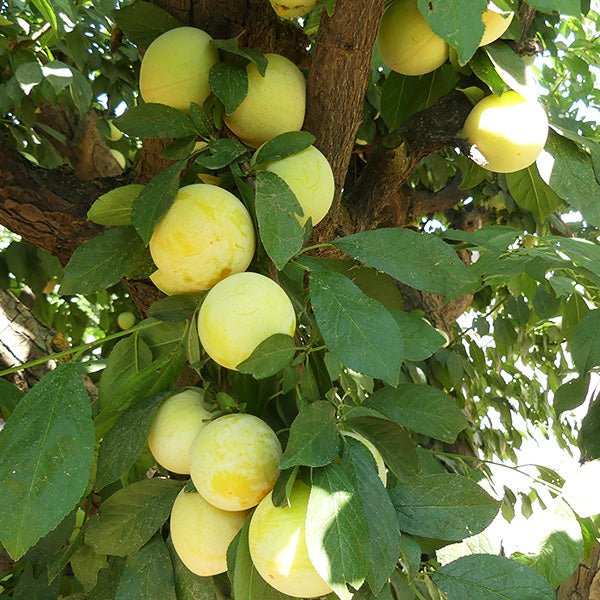 Shiro Japanese Plum Tree - Nature Hills Nursery - 4 - 5 Feet Bareroot Semi - Dwarf Height -