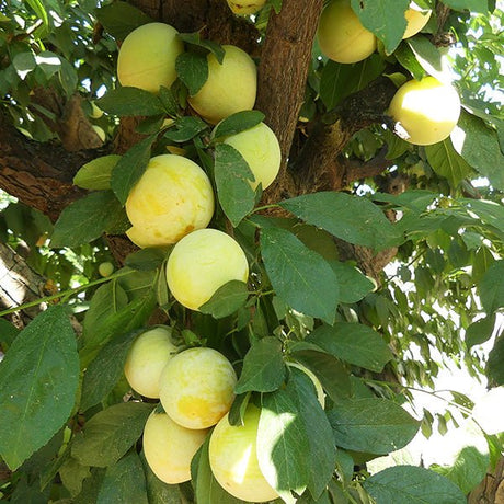 Shiro Japanese Plum Tree - Nature Hills Nursery - 4 - 5 Feet Bareroot Semi - Dwarf Height -