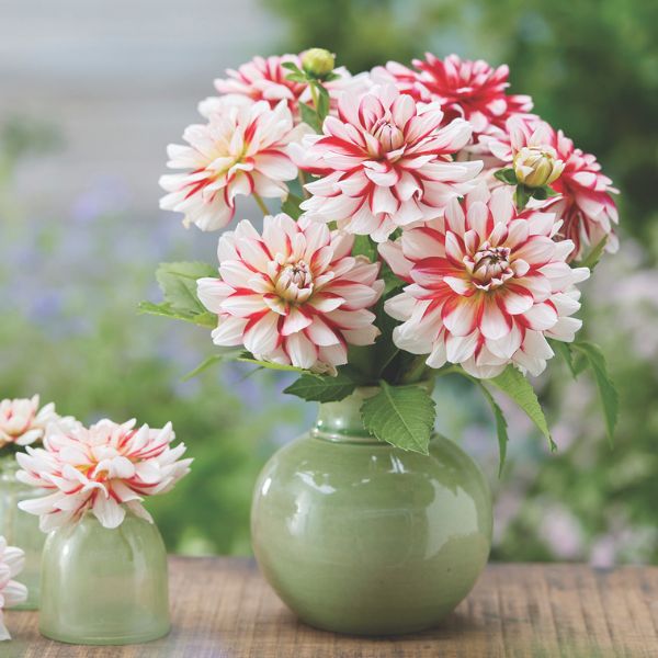 Short Track Dahlia Cut Flowers in Vase