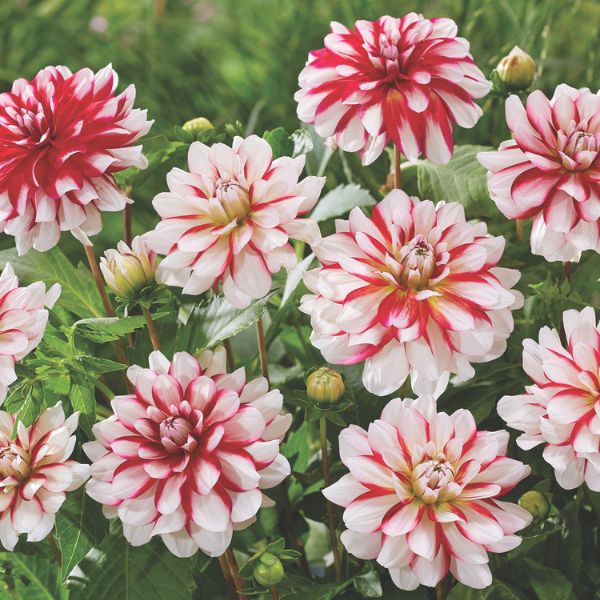 Short Track Dahlia Blooms