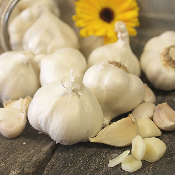 Silver Rose Garlic - Bulbs - Nature Hills Nursery -