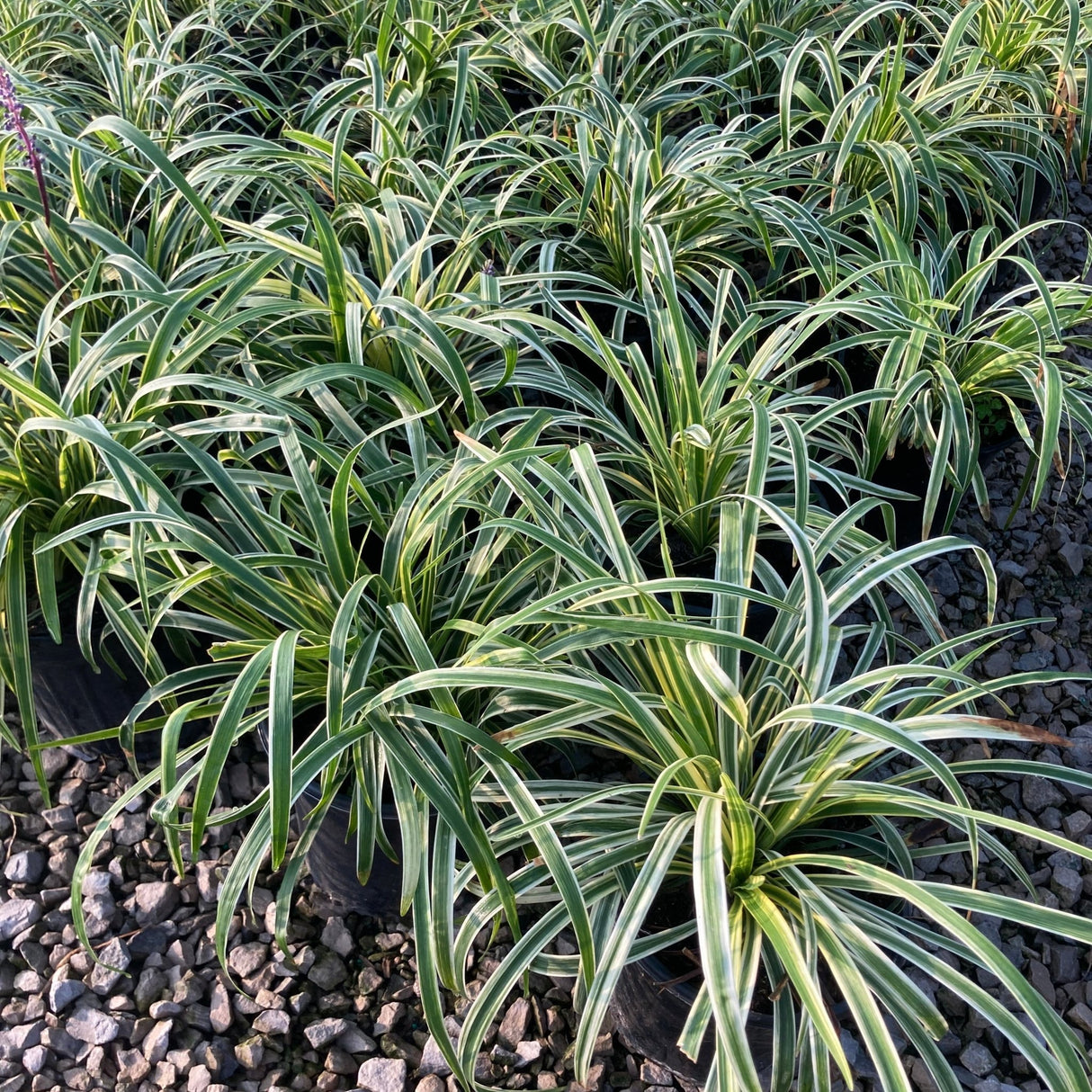 Silvery Sunproof Liriope