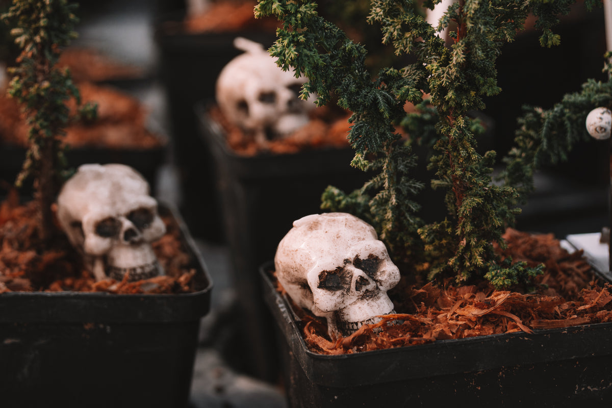 Decorative skull replicas nestled among small evergreen topiaries in black planters for a Halloween garden display.