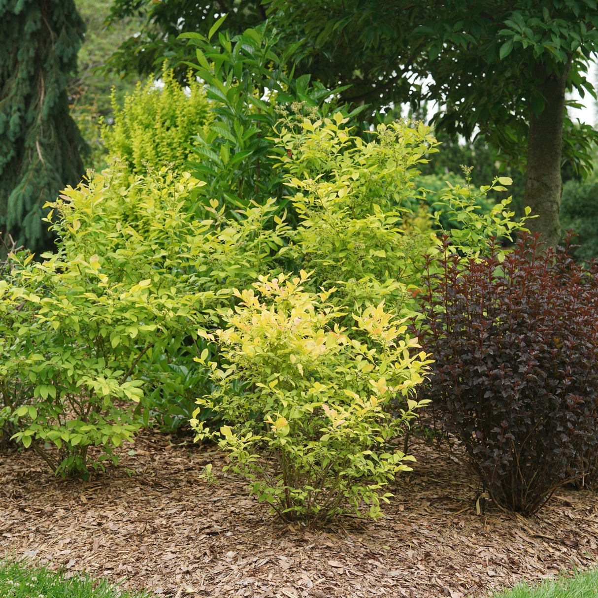 Sky Dew Gold Blueberry shrub, lifestyle view