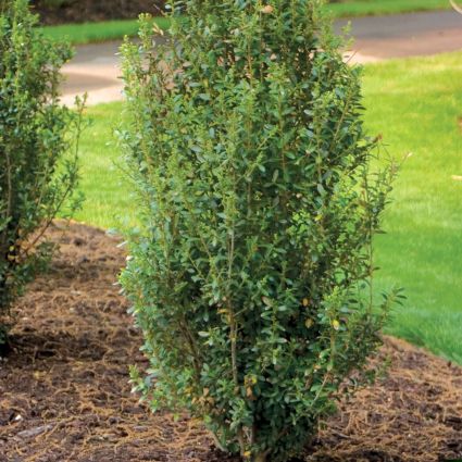 Close-up of white ilex flowers on Sky Box™ Japanese Holly blooming in late spring.