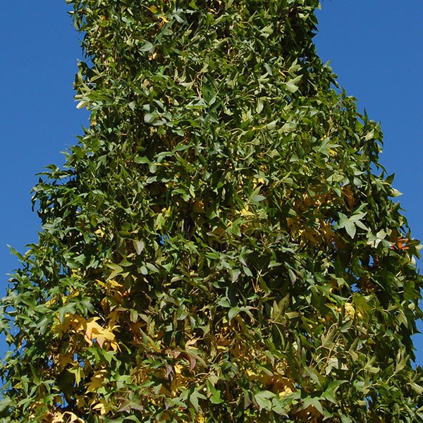 Close-up of yellow, green liquidambar flowers on Slender Silhouette Sweetgum blooming in early spring to late spring.