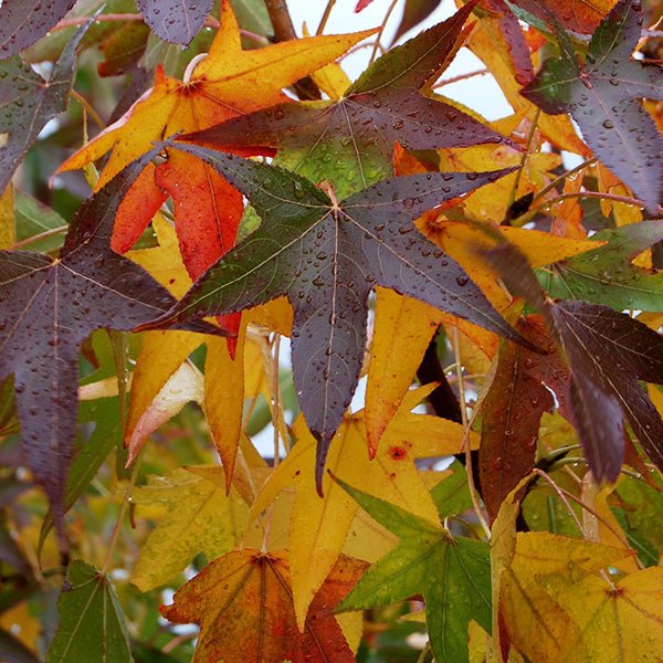Deciduous foliage of Slender Silhouette Sweetgum (Liquidambar styraciflua 'Slender Silhouette') in a garden setting.