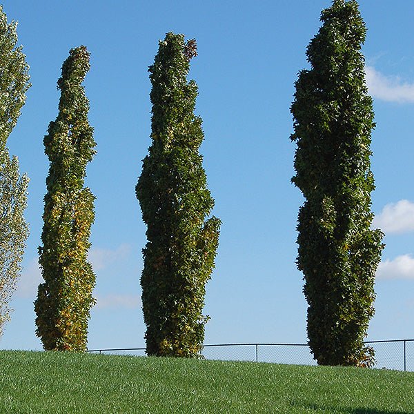 Slender Silhouette Sweetgum (Liquidambar styraciflua 'Slender Silhouette'), a tree featuring yellow, green flowers and deciduous.