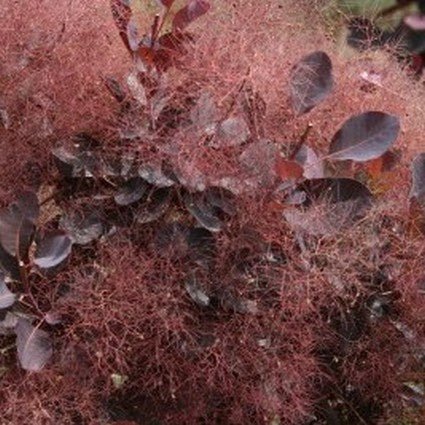 Deciduous foliage of Royal Purple Smokebush (Cotinus coggygria 'Royal Purple') in a garden setting.