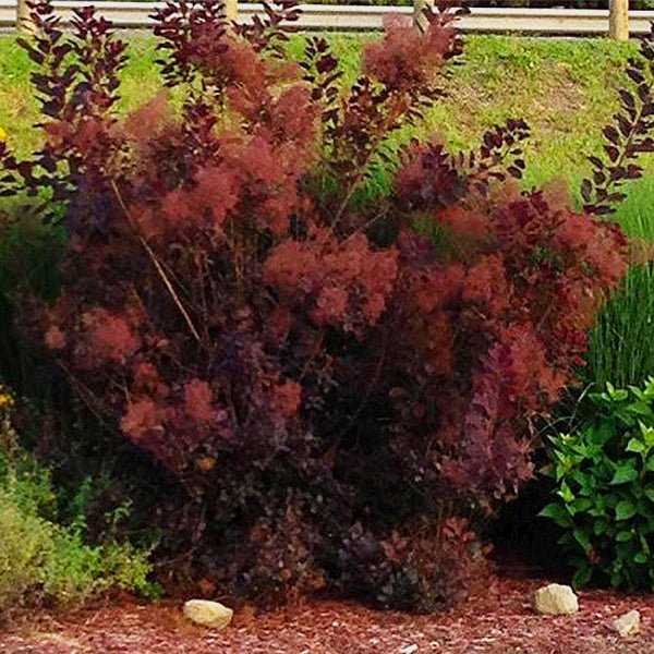 Royal Purple Smokebush (Cotinus coggygria 'Royal Purple'), a shrub featuring purple, pink flowers and deciduous.