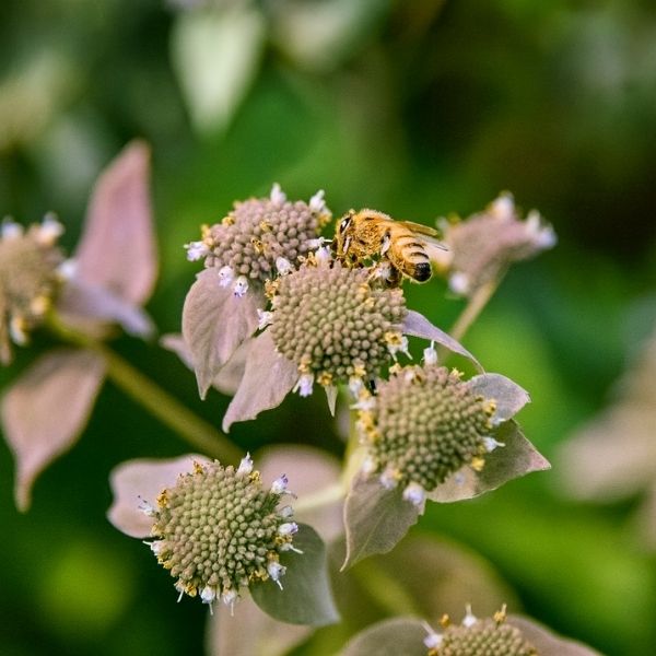 Smokey Mountain Mint
