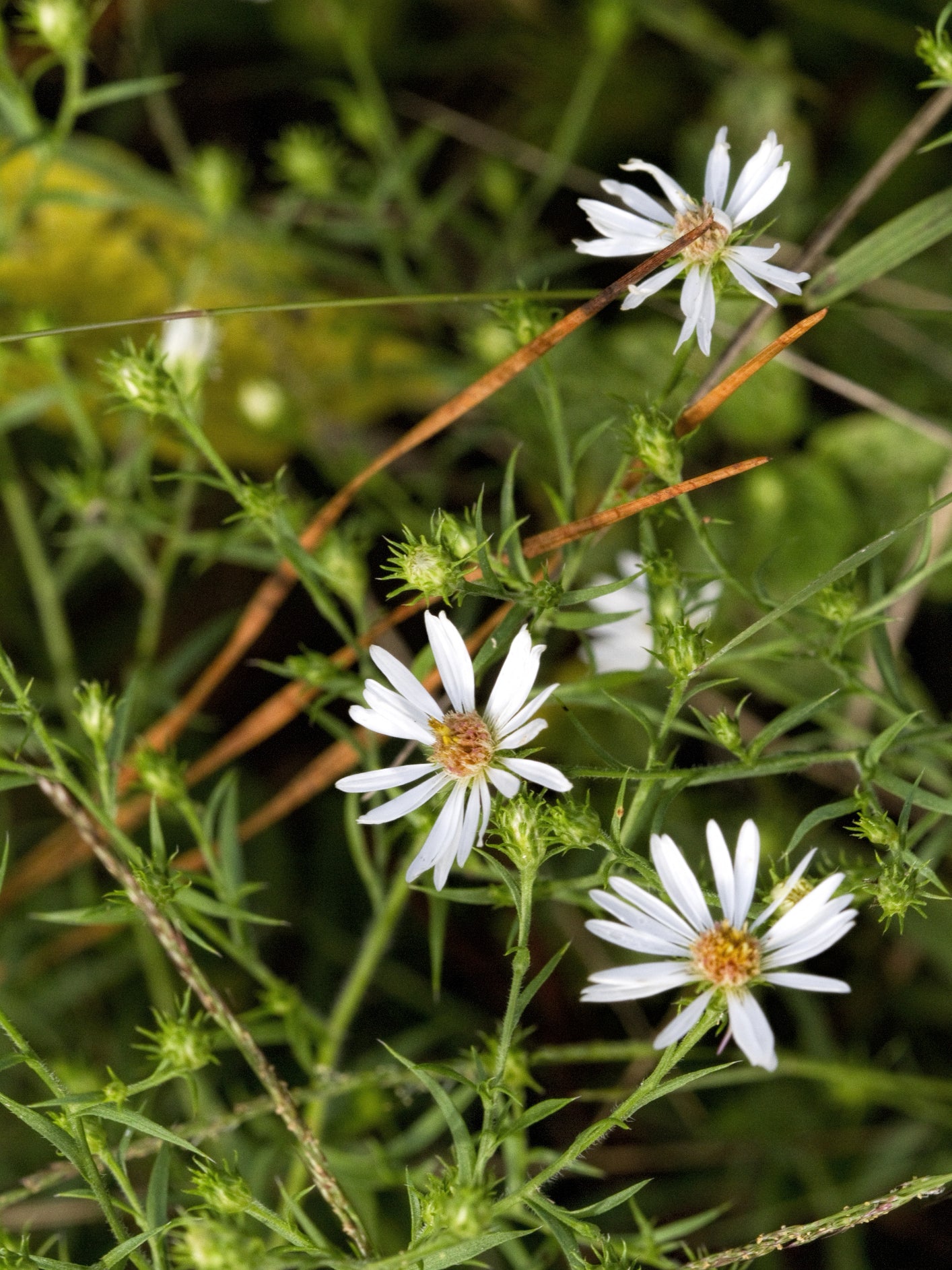 Snowbank False Aster