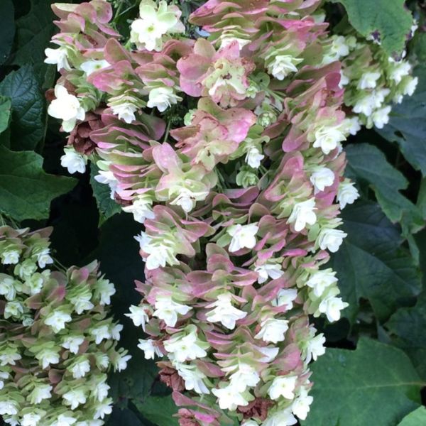 Close-up of white hydrangea flowers on Snowcicle Oakleaf Hydrangea blooming in early summer to late summer.