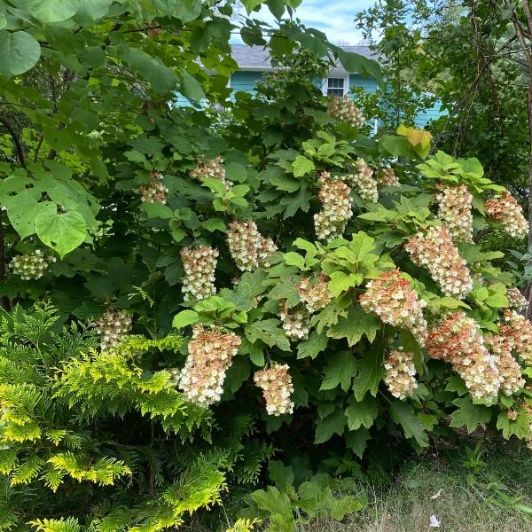 Deciduous foliage of Snowcicle Oakleaf Hydrangea (Hydrangea quercifolia ‘Snowcicle’ PP33,072) in a garden setting.