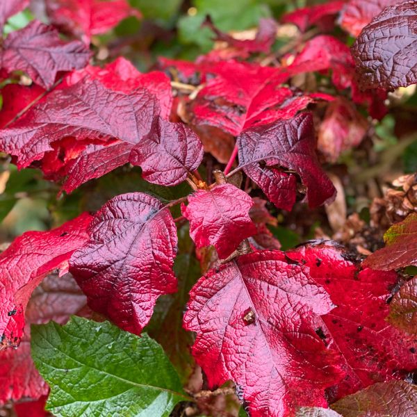 Snowcicle Oakleaf Hydrangea (Hydrangea quercifolia ‘Snowcicle’ PP33,072) growing in a garden landscape, showing mature shrub form.