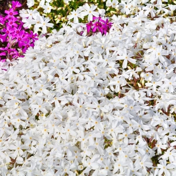 Snowflake Creeping Phlox (Phlox subulata 'Snowflake'), a perennial featuring white flowers and perennial.