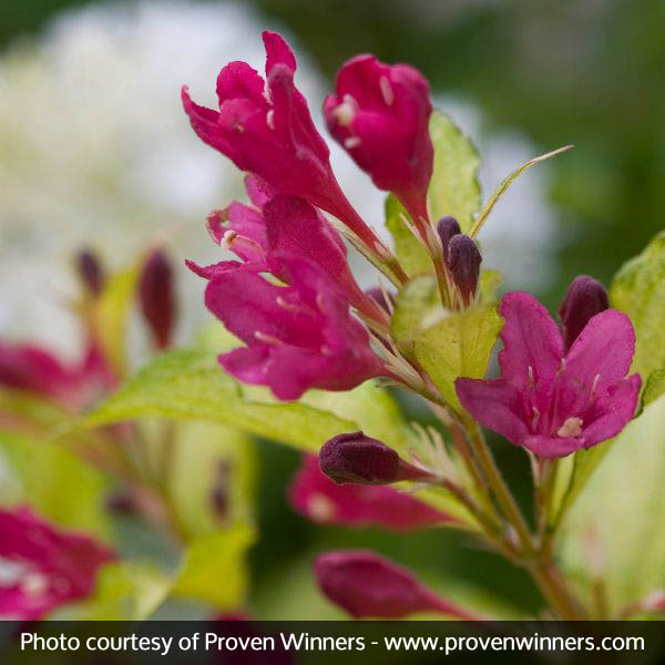 Sonic Bloom® Ghost® Weigela