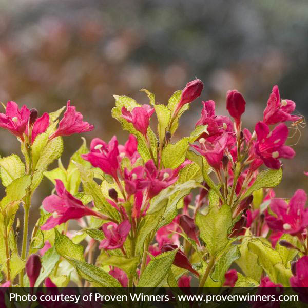 Sonic Bloom® Ghost® Weigela