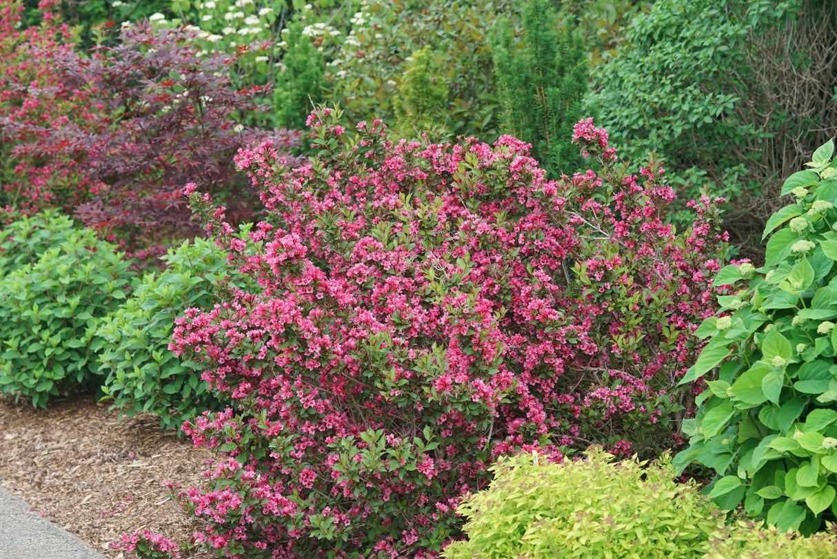 Sonic Bloom Punch Weigela shrub, front view