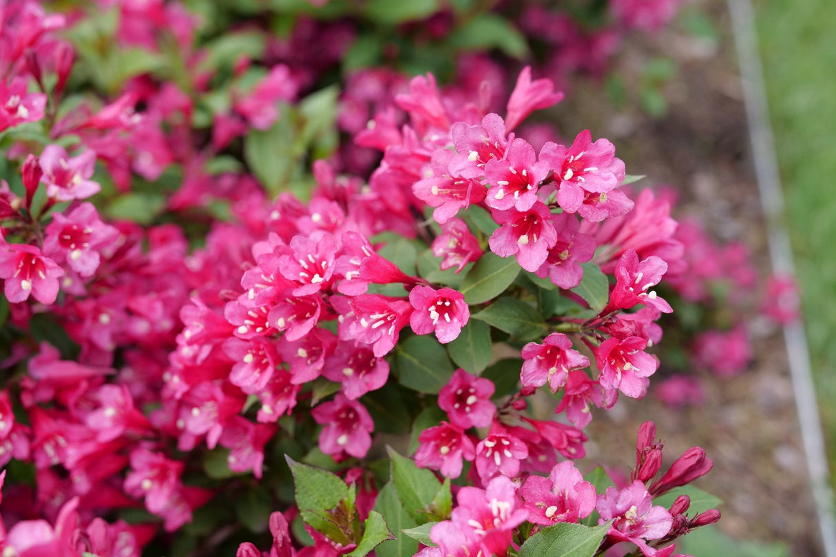 Sonic Bloom Punch Weigela shrub, foliage detail