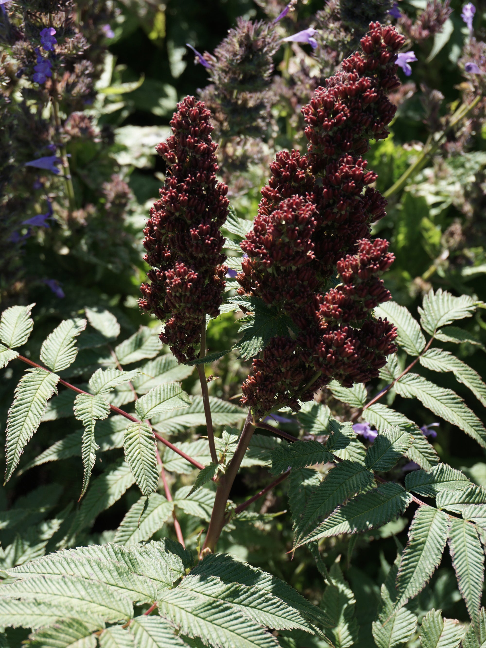 Cherry On Top™ Sorbaria