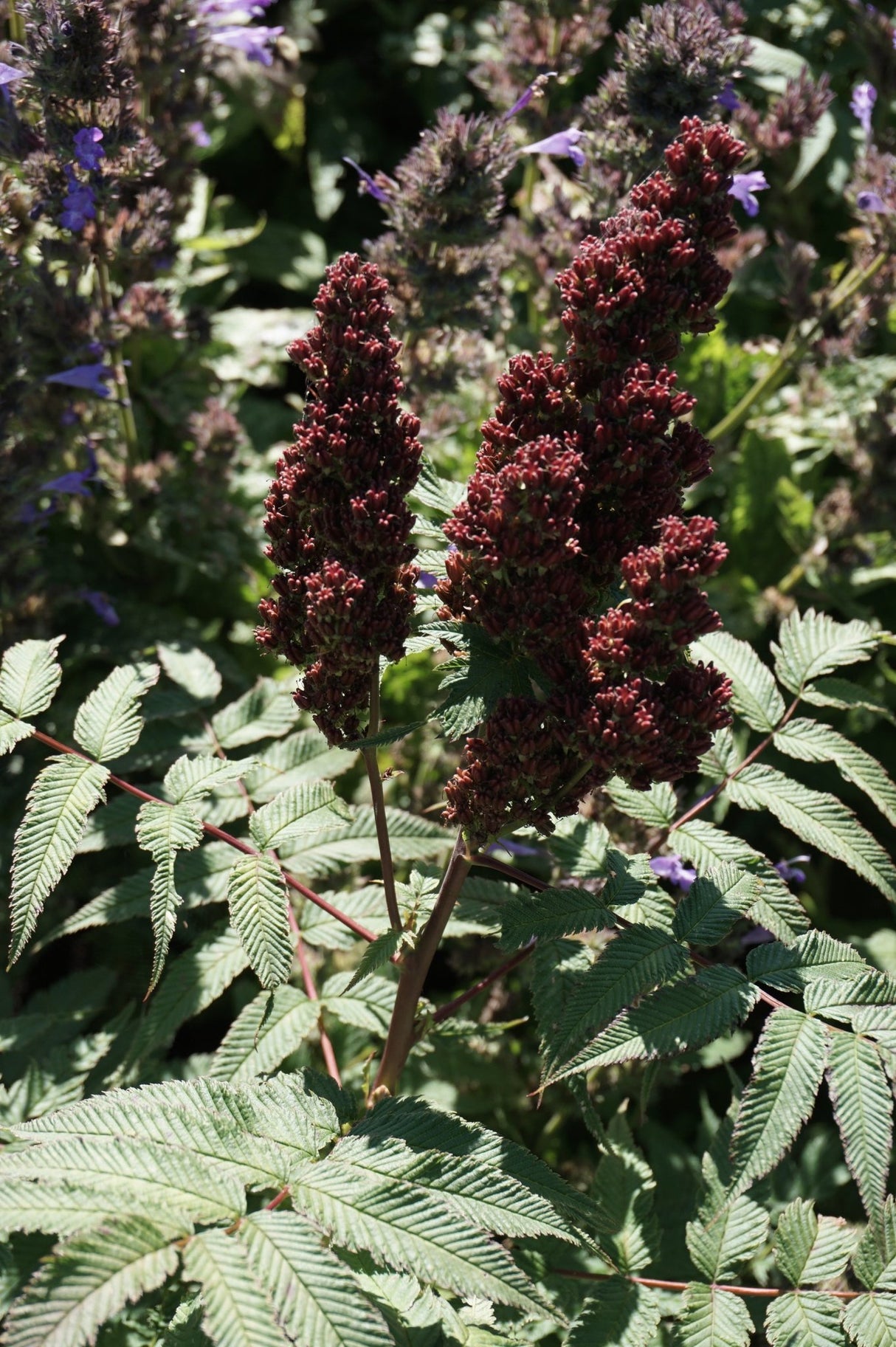 Cherry On Top™ Sorbaria