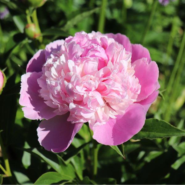 Sorbet Peony Bloom