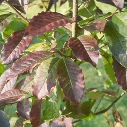 Close-up of white oxydendrum flowers on Sourwood Tree blooming in early summer to late summer.