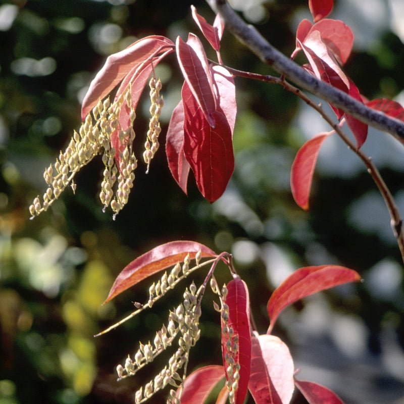 Sourwood Tree (Oxydendrum arboreum), a tree featuring white flowers and deciduous.