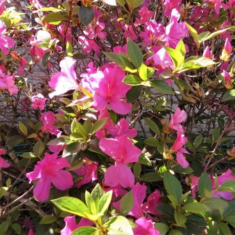 Southern Charm Azalea - Nature Hills Nursery - #5 Container -