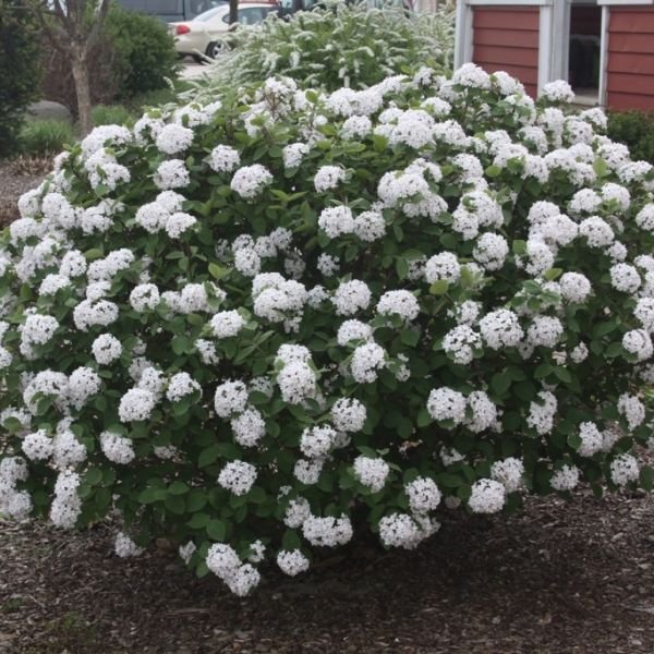 Close-up of white viburnum flowers on Spice Island™ Korean Spice Viburnum blooming in early spring to late spring.