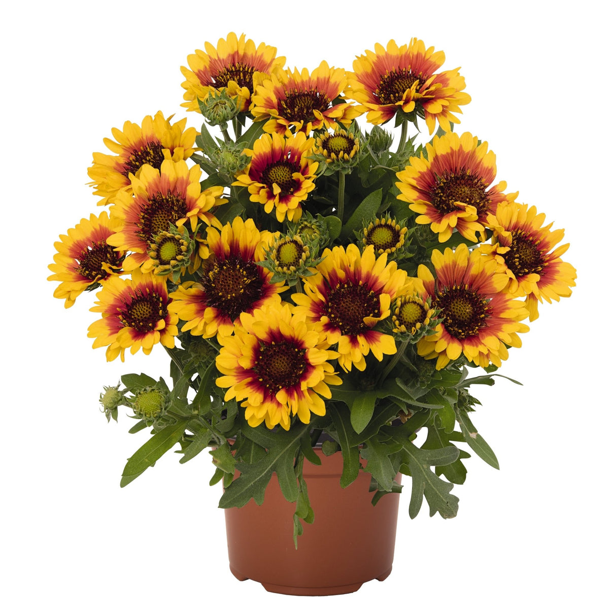 Spintop Red Starburst blanket flower in a nursery pot with golden yellow petals ringed in deep red