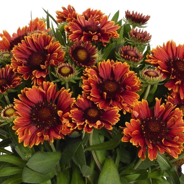 SpinTop™ Yellow Touch Gaillardia