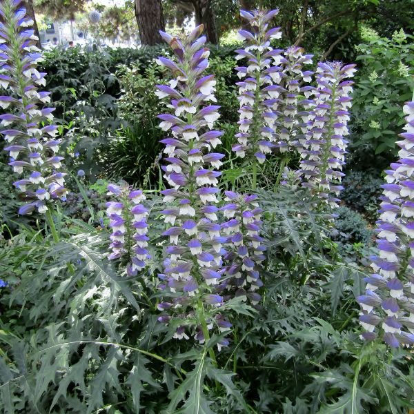 Spiny Bear’s Breeches - Perennial - Nature Hills Nursery - 1 Container -