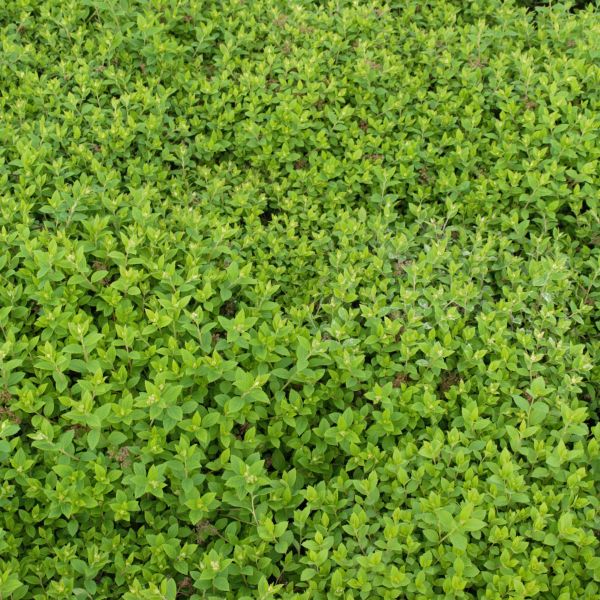 Copper and Yellow fall foliage on Little Princess Spirea (Spiraea japonica 'Little Princess').