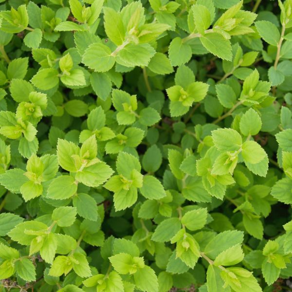 Close-up of pink spiraea flowers on Little Princess Spirea blooming in late spring to early summer to late summer.