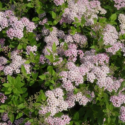 Little Princess Spirea (Spiraea japonica 'Little Princess') growing in a garden landscape, showing mature shrub form.