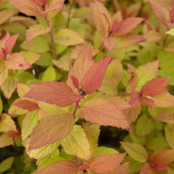 Magic Carpet Spirea (Spirea japonica 'Walbuma') growing in a garden landscape, showing mature shrub form.