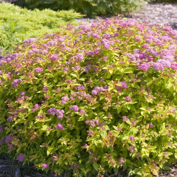 Magic Carpet Spirea (Spirea japonica 'Walbuma'), a shrub featuring pink flowers and deciduous.