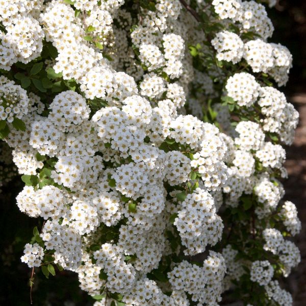 Close-up of white spiraea flowers on Renaissance Spirea blooming in late spring to early summer.
